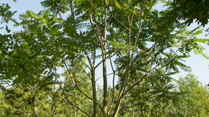 Ailanthus altissima multi-troncs