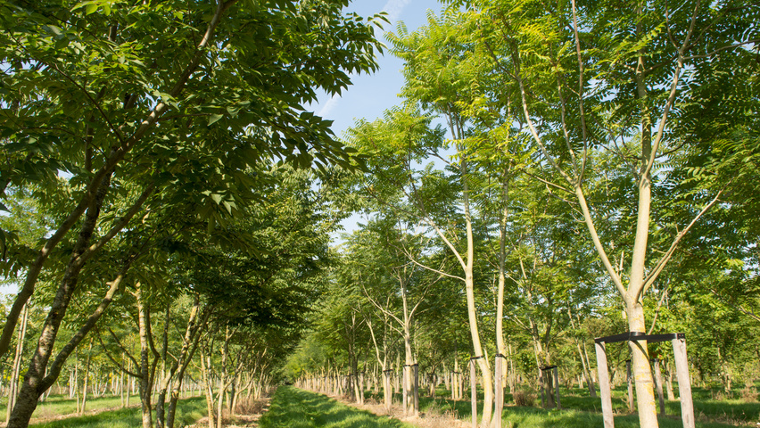 Ailanthus altissima multi-troncs
