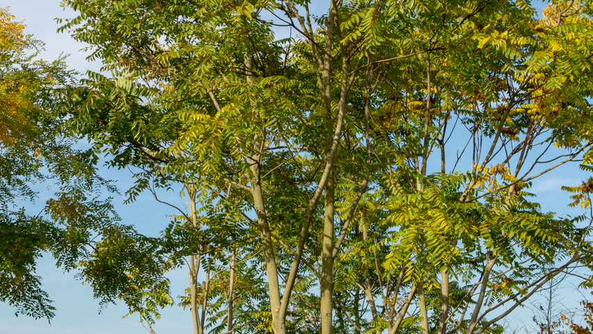Ailanthus altissima multi-troncs
