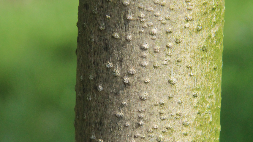 Ailanthus altissima 'Purple Dragon' bark