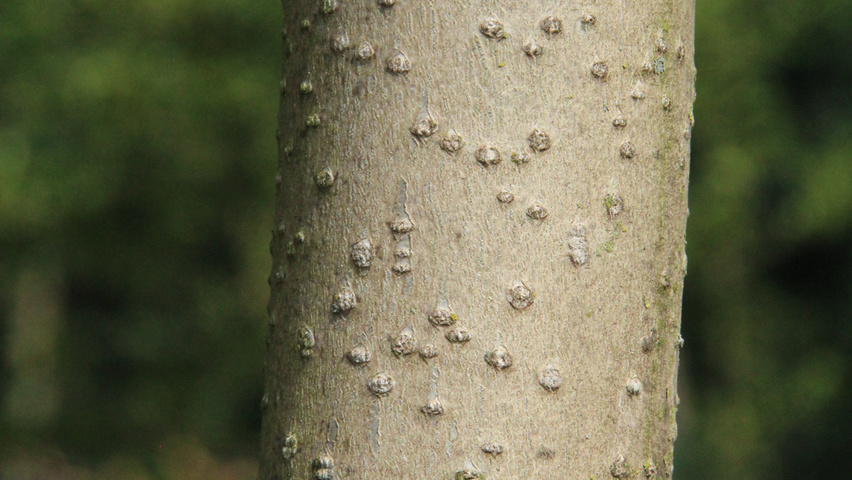 Ailanthus altissima 'Purple Dragon' bark
