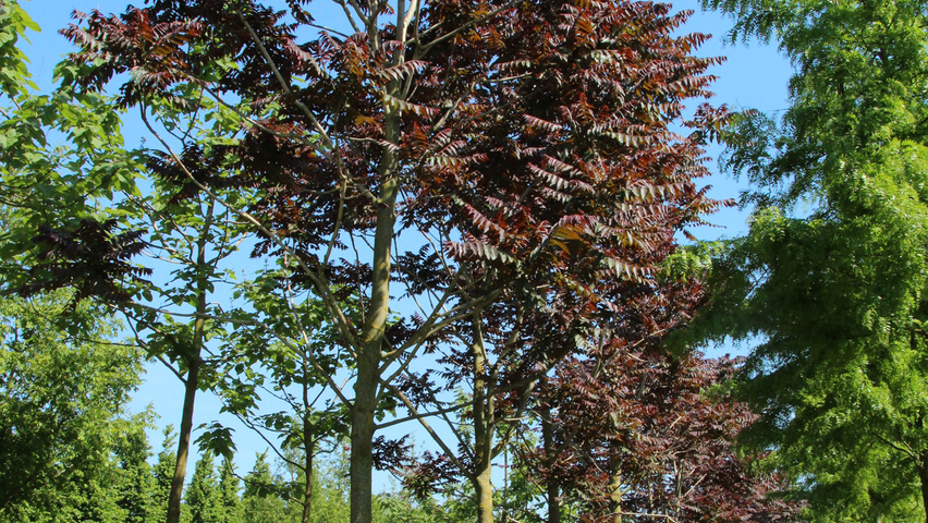Ailanthus altissima 'Purple Dragon' standard tree