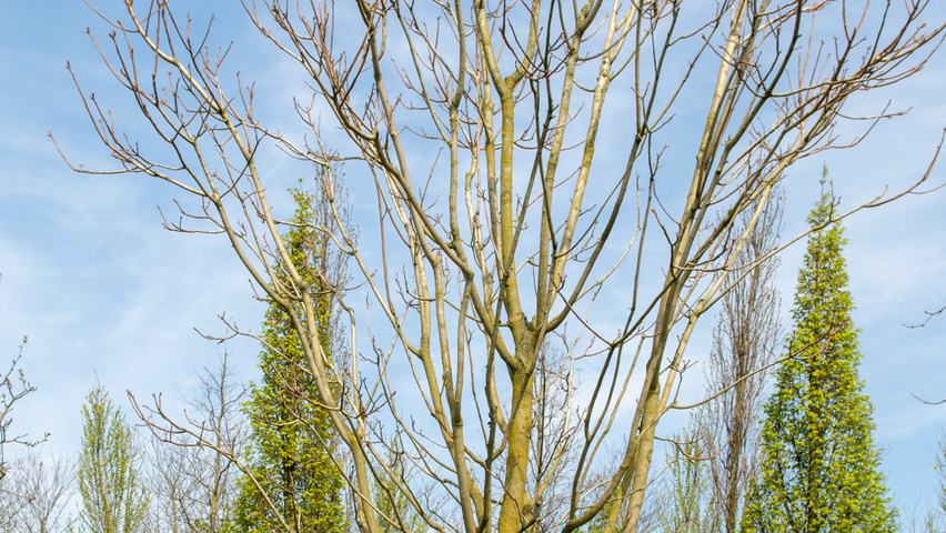 Ailanthus altissima 'Purple Dragon' standard tree