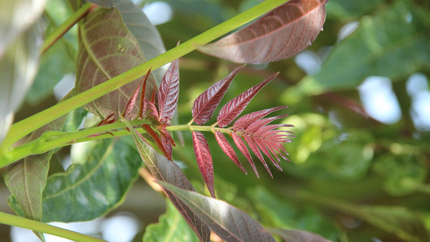 Ailanthus altissima 'Purple Dragon' leaves