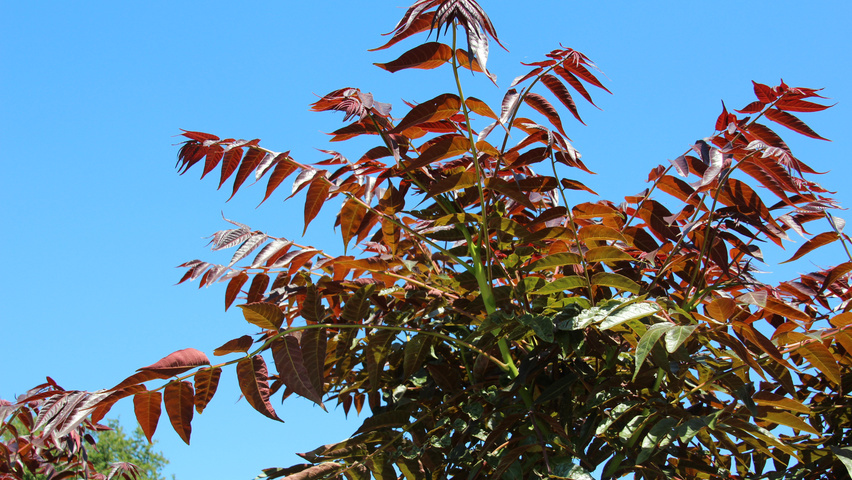 Ailanthus altissima 'Purple Dragon' leaves