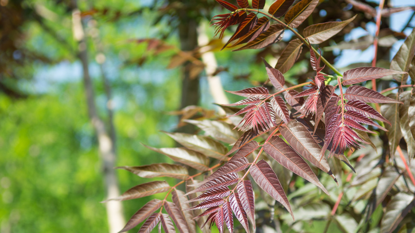 Ailanthus altissima 'Purple Dragon' leaves