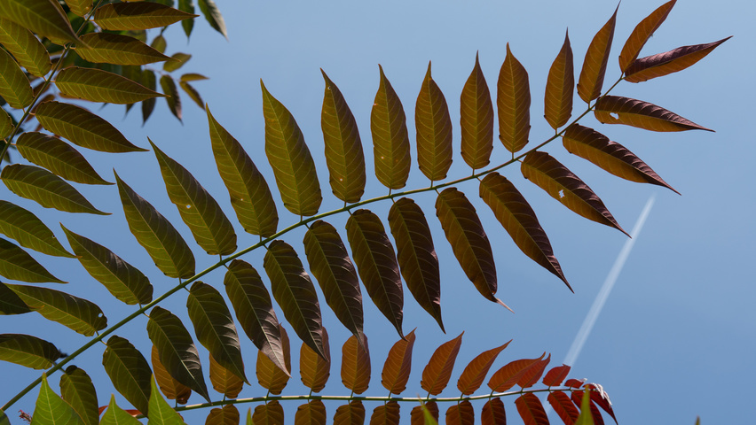 Ailanthus altissima 'Purple Dragon' leaves