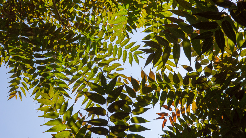 Ailanthus altissima 'Purple Dragon' leaves