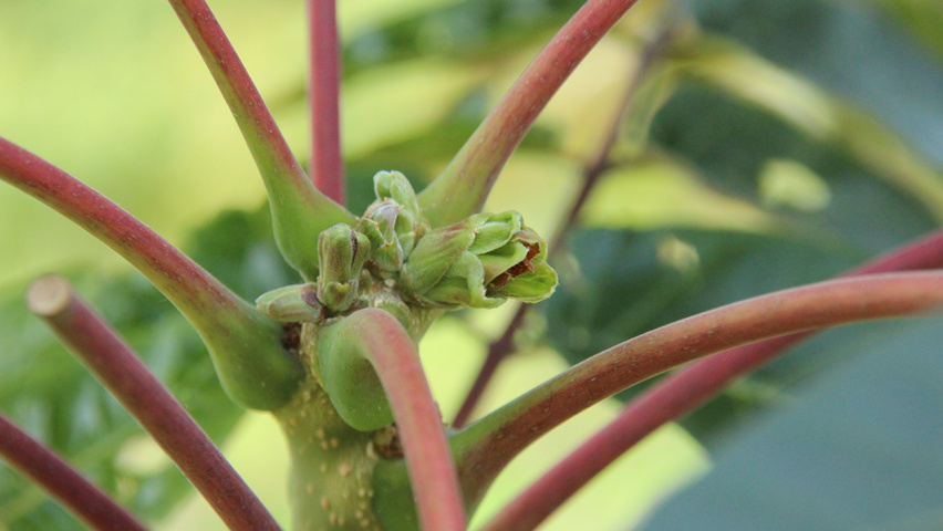 Ailanthus altissima 'Purple Dragon' leaves
