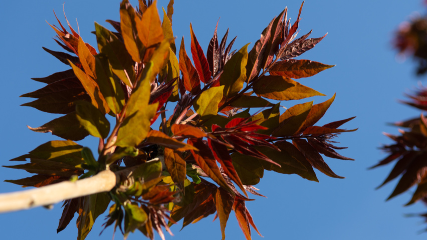 Ailanthus altissima 'Purple Dragon' leaves