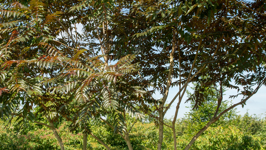 Ailanthus altissima 'Purple Dragon' multi-stem