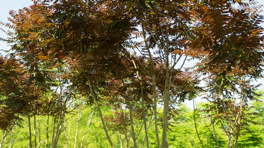 Ailanthus altissima 'Purple Dragon' multi-stem