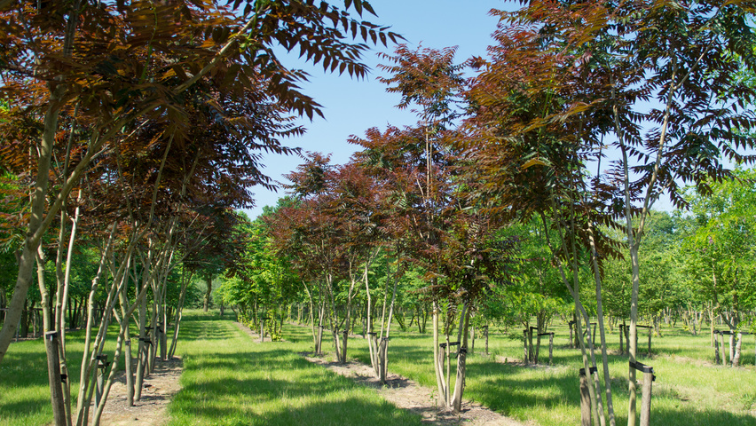 Ailanthus altissima 'Purple Dragon' multi-stem