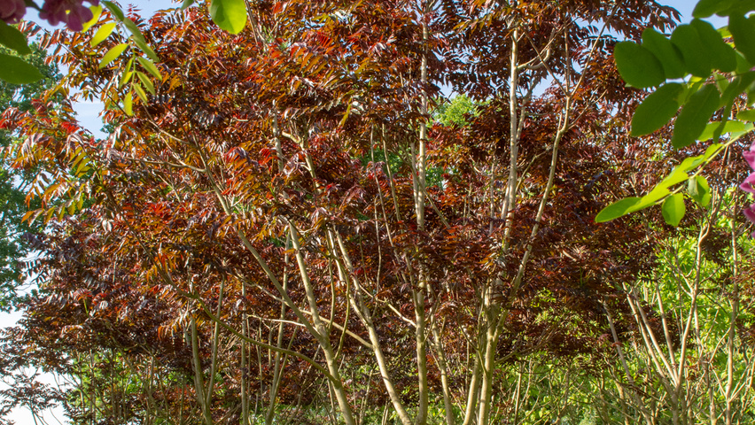 Ailanthus altissima 'Purple Dragon' multi-stem