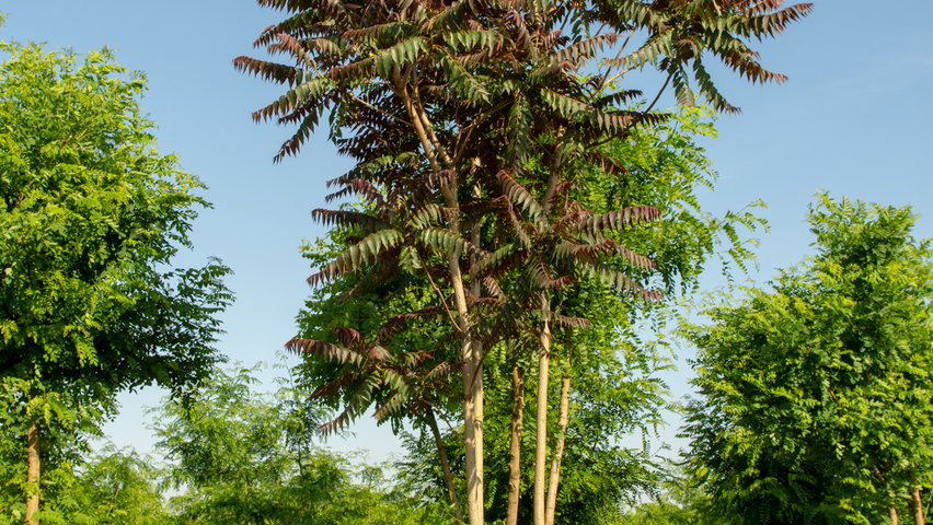 Ailanthus altissima 'Purple Dragon' multi-stem