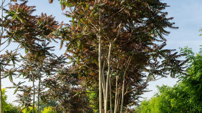 Ailanthus altissima 'Purple Dragon' multi-stem