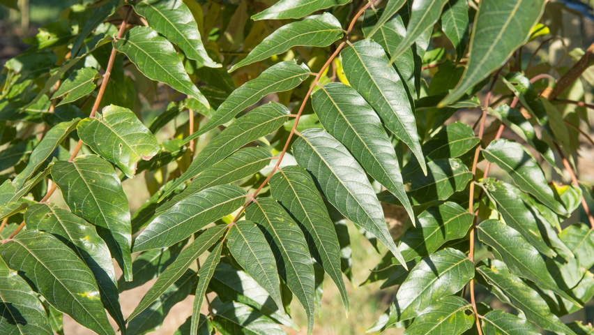 Ailanthus altissima 'Sangiovese' liście