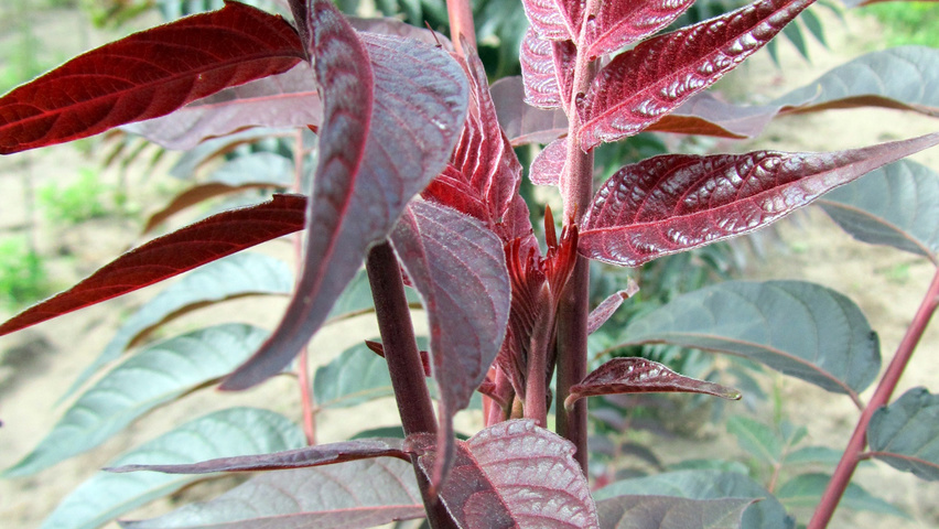 Ailanthus altissima 'Sangiovese' liście