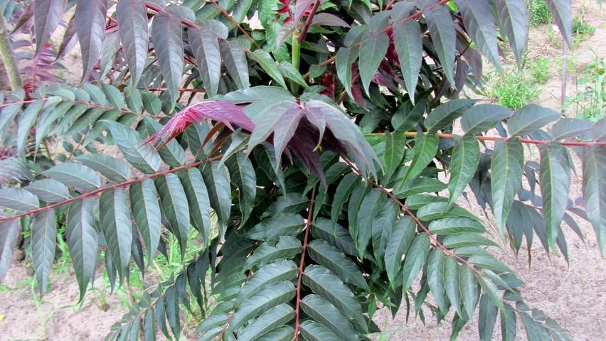 Ailanthus altissima 'Sangiovese' liście