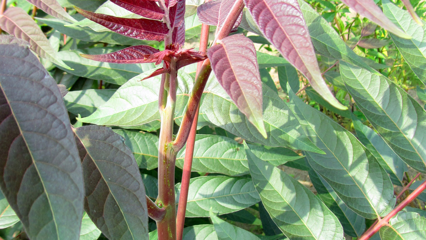 Ailanthus altissima 'Sangiovese' liście