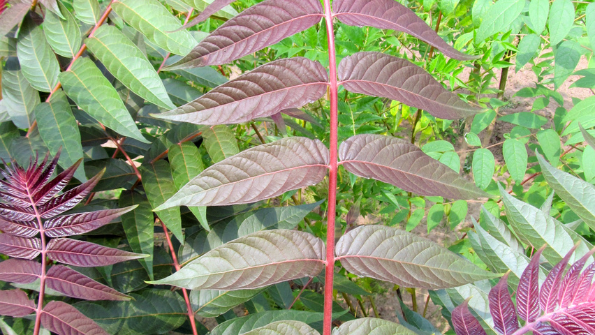 Ailanthus altissima 'Sangiovese' liście
