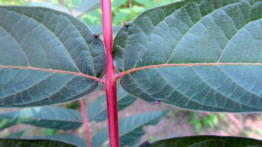 Ailanthus altissima 'Sangiovese' liście