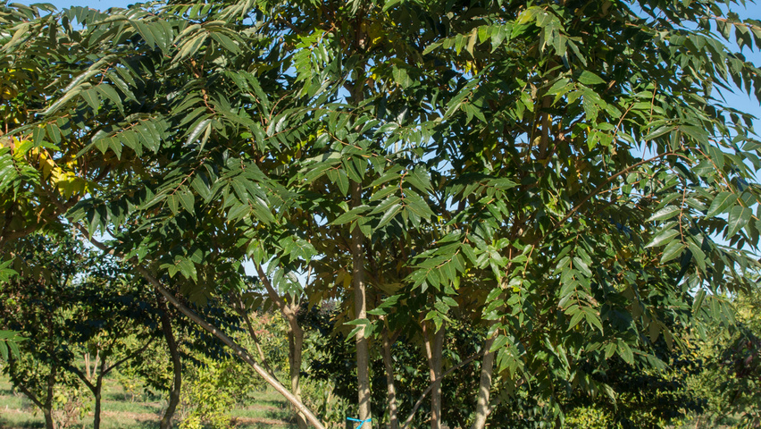 Ailanthus altissima 'Sangiovese' wielopniowy parasolowaty