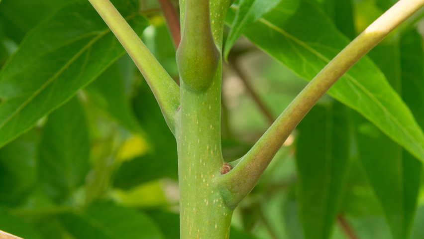 Ailanthus altissima rameaux