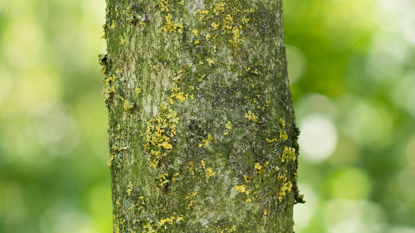 Alangium platanifolium bast