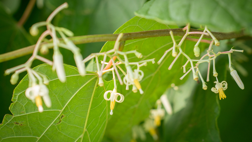 Alangium platanifolium bloem