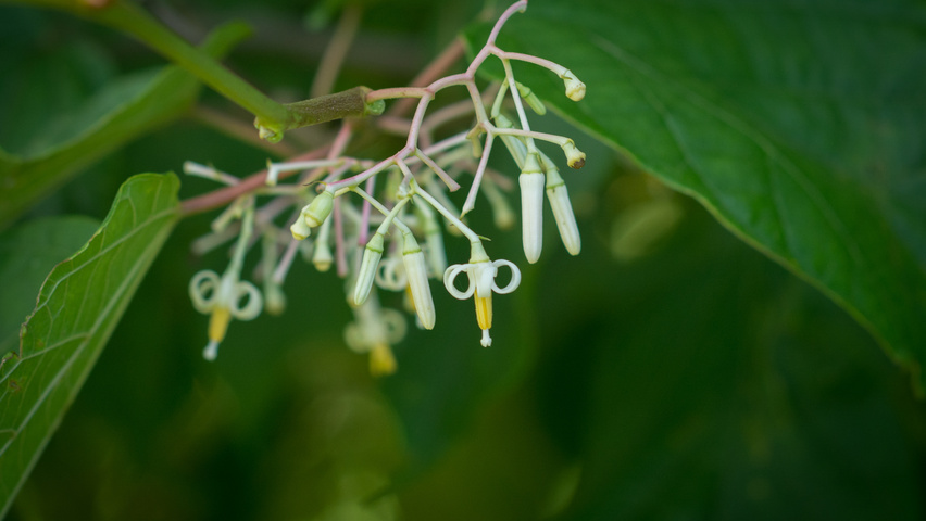 Alangium platanifolium bloem