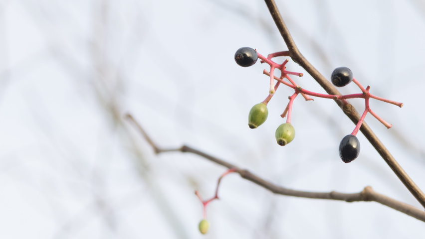 Alangium platanifolium vrucht