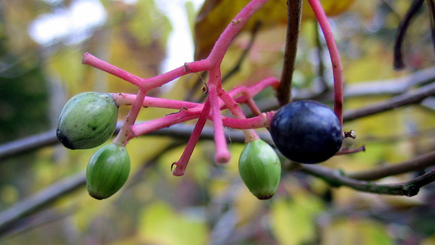 Alangium platanifolium vrucht