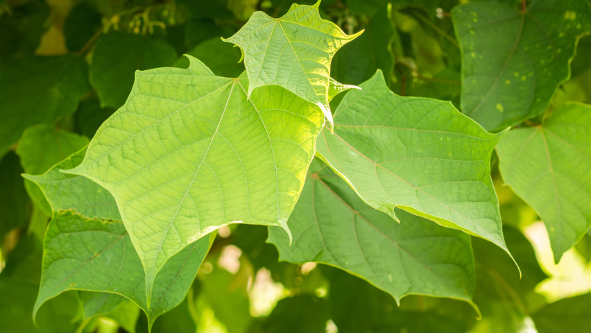 Alangium platanifolium blad