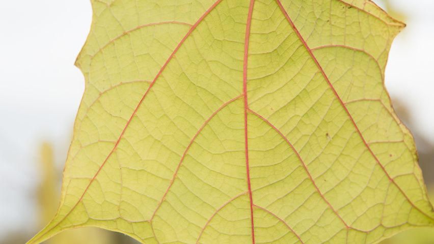 Alangium platanifolium blad