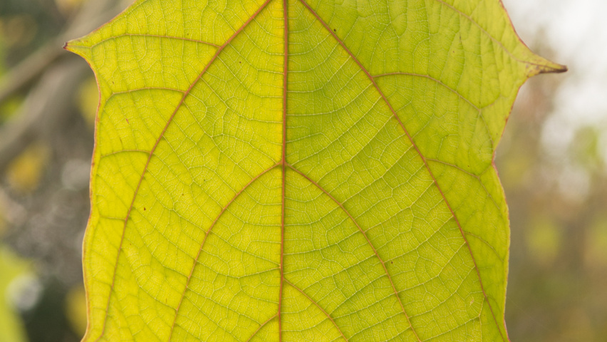Alangium platanifolium blad