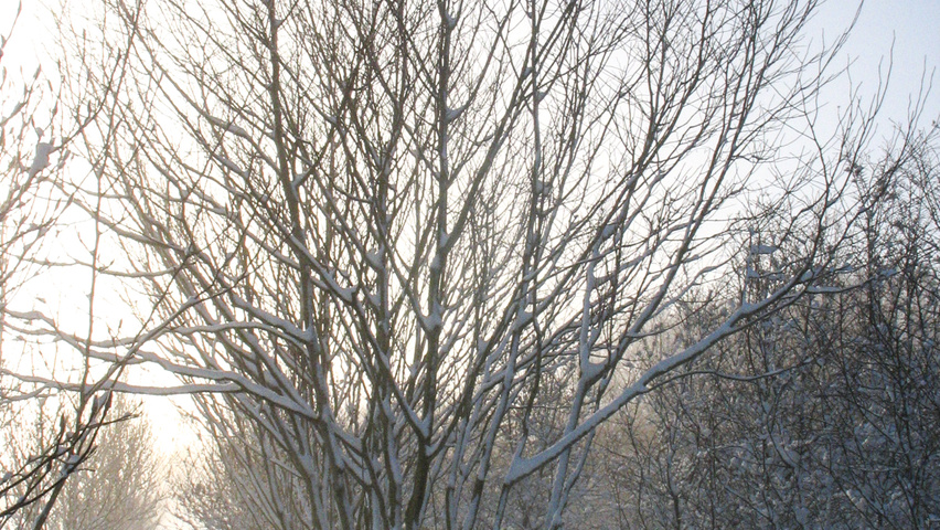 Alangium platanifolium meerstammig