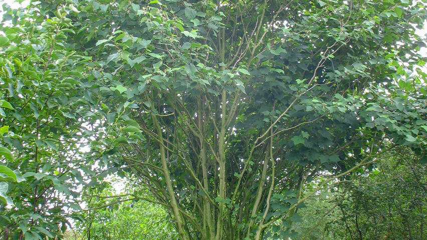 Alangium platanifolium meerstammig