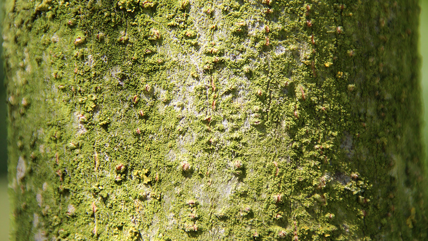 Albizia julibrissin bast