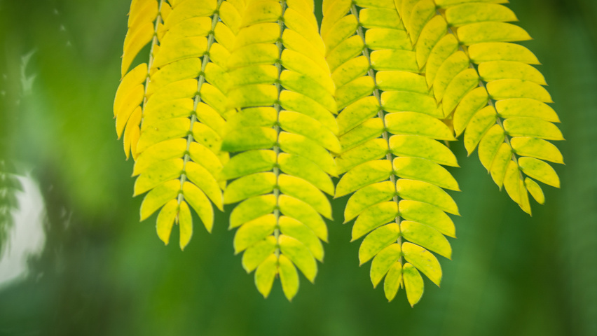 Albizia julibrissin 'Boubri' herfstblad