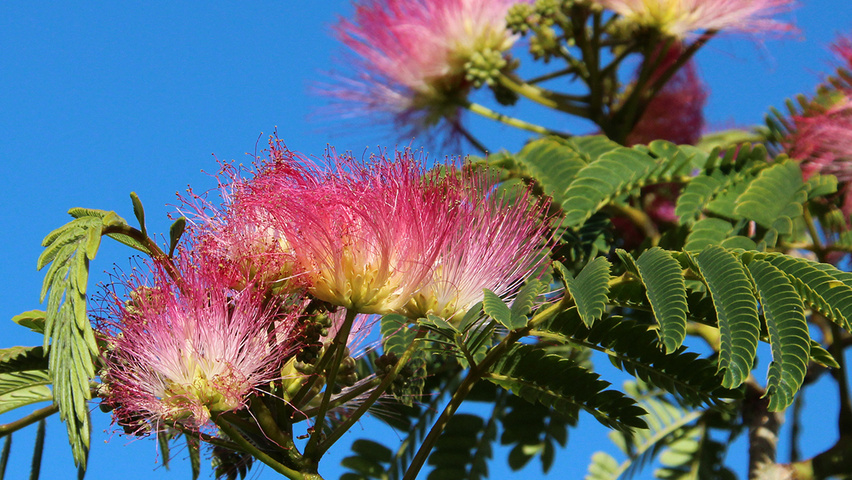 Albizia julibrissin 'Boubri' bloem
