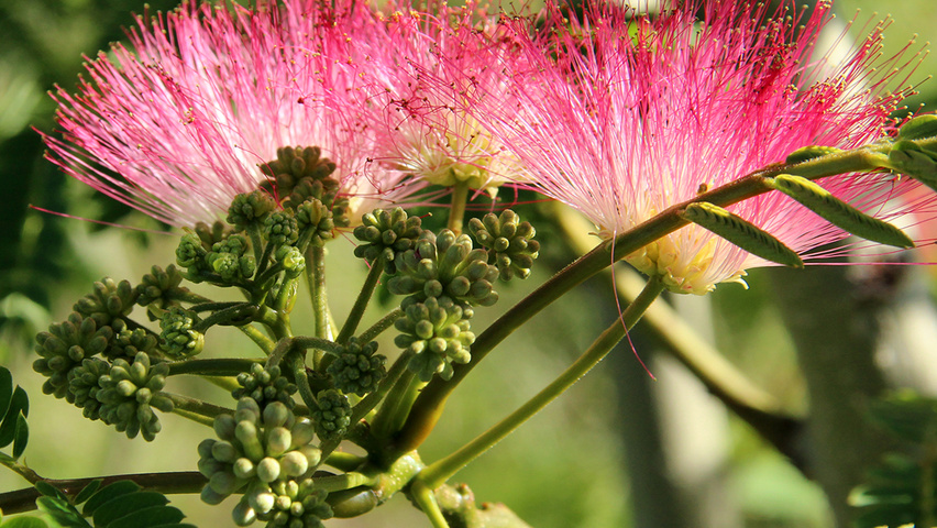 Albizia julibrissin 'Boubri' bloem