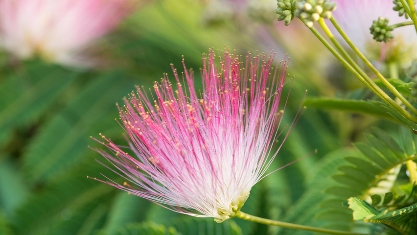 Albizia julibrissin 'Boubri' bloem