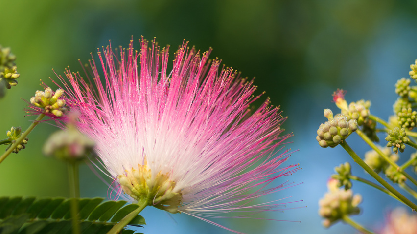 Albizia julibrissin 'Boubri' bloem
