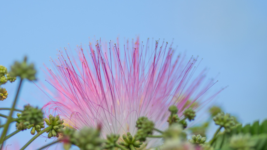Albizia julibrissin 'Boubri' bloem