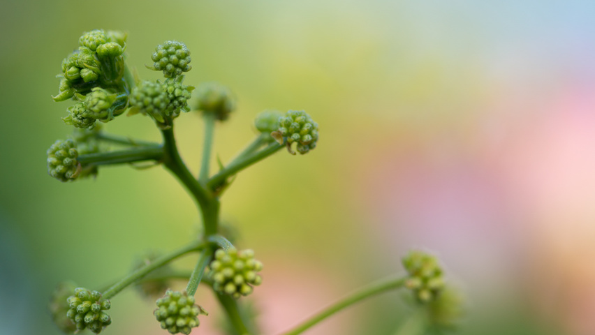 Albizia julibrissin 'Boubri' bloem