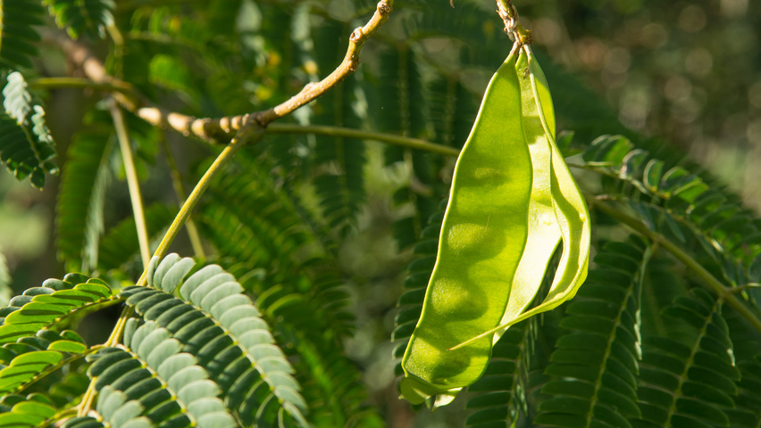 Albizia julibrissin 'Boubri' vrucht