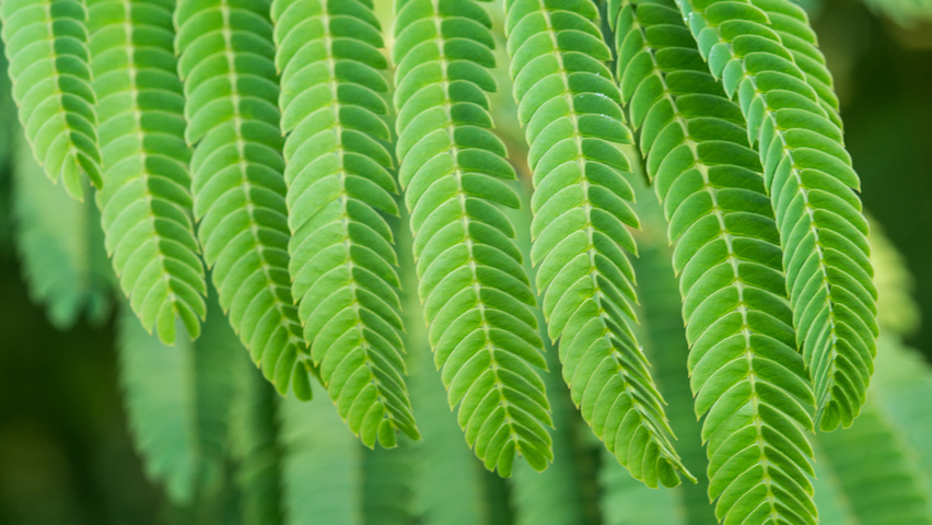 Albizia julibrissin 'Boubri' blad