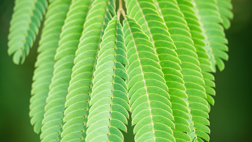 Albizia julibrissin 'Boubri' blad