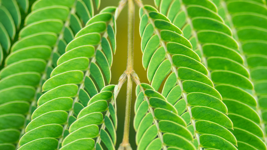 Albizia julibrissin 'Boubri' blad